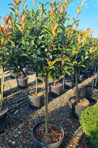 PHOTINIA x fraseri 'Carre Rouge'