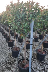 PHOTINIA x fraseri 'Red Robin'