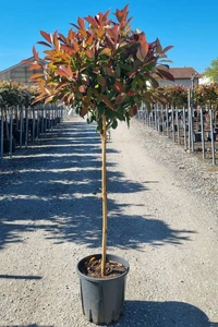 PHOTINIA x fraseri 'Red Robin'