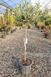 PHOTINIA x fraseri 'Pink Marble'