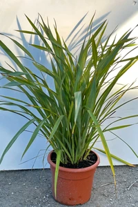 PHORMIUM tenax