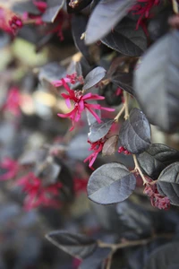 LOROPETALUM chinense 'Black Pearl'