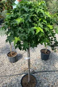 LIQUIDAMBAR styraciflua 'Gum Ball'