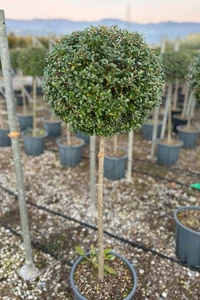 LIGUSTRUM delavayanum