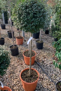 LIGUSTRUM delavayanum