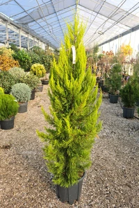 CUPRESSUS macrocarpa 'Goldcrest'