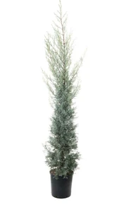 CUPRESSUS arizonica 'Fastigiata'