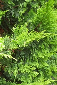 CUPRESSOCYPARIS leylandii 'Gold Rider'