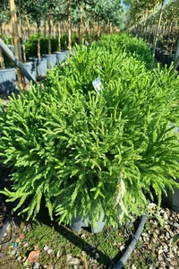 CRYPTOMERIA japonica 'Globosa Nana'