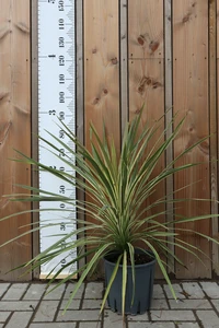 CORDYLINE australis 'Torbay Dazzler'