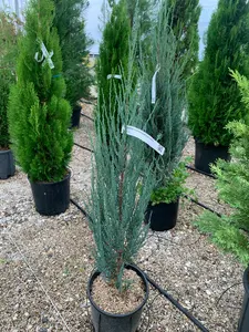 JUNIPERUS scopulorum 'Blue Arrow'