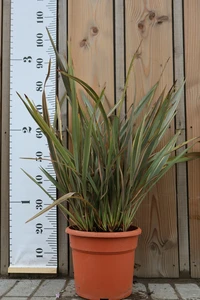 PHORMIUM 'Sundowner'