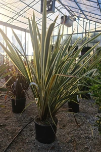 PHORMIUM tenax 'Variegatum'