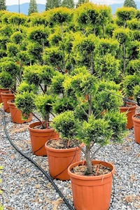 CUPRESSOCYPARIS leylandii 'Gold Rider'