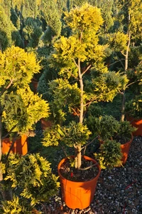 CUPRESSOCYPARIS leylandii 'Gold Rider'