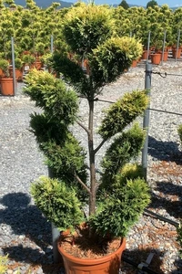 CUPRESSOCYPARIS leylandii 'Gold Rider'