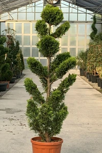 CUPRESSOCYPARIS leylandii 'Gold Rider'