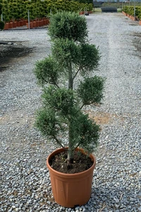 CUPRESSUS arizonica 'Fastigiata'