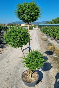 LIGUSTRUM delavayanum