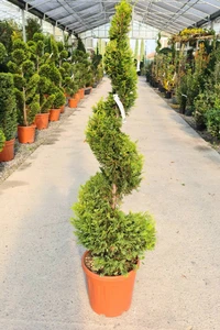 CUPRESSOCYPARIS leylandii 'Gold Rider'