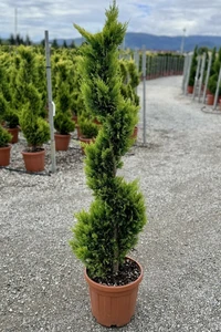 CUPRESSOCYPARIS leylandii 'Gold Rider'