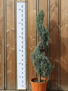 CUPRESSUS arizonica 'Fastigiata'