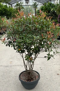 PHOTINIA x fraseri 'Carre Rouge'