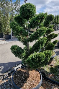 CUPRESSOCYPARIS leylandii 'Castlewellan'