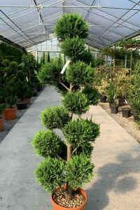 CUPRESSOCYPARIS leylandii 'Castlewellan'