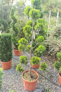 CUPRESSOCYPARIS leylandii 'Gold Rider'