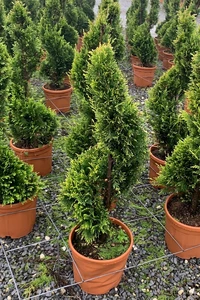 CUPRESSOCYPARIS leylandii 'Gold Rider'