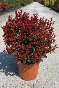 PHOTINIA x fraseri 'Carre Rouge'