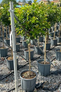 PHOTINIA x fraseri 'Magical Volcano'