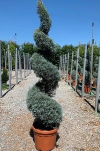 CUPRESSUS arizonica 'Fastigiata'