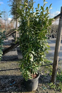 PRUNUS laurocerasus 'Genolia'