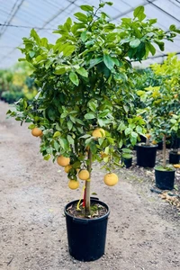 CITRUS paradisi