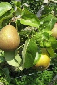 Pyrus communis 'Beurre Hardy' (PEAR)