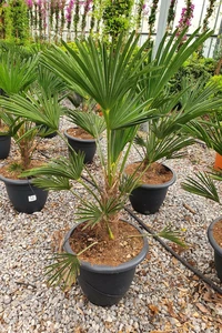 TRACHYCARPUS wagnerianus