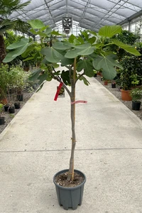 Ficus carica 'Goutte D'Or' (FIG)