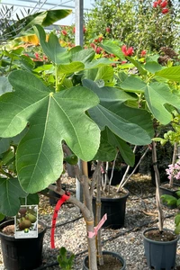 FICUS carica 'Osborn's Prolific'