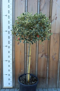 ILEX aquifolium 'Argenteomarginata'