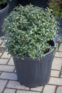 OSMANTHUS x burkwoodii