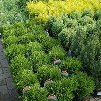 Conifers