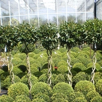 Topiary